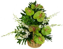 One-sided wicker basket with anthurium and orchid flowers