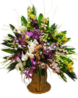 Mixed Orchid Basket (high quality)