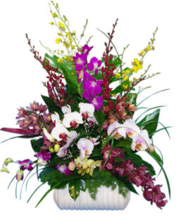Orchid in Ceramic vase(wonderful decoration)