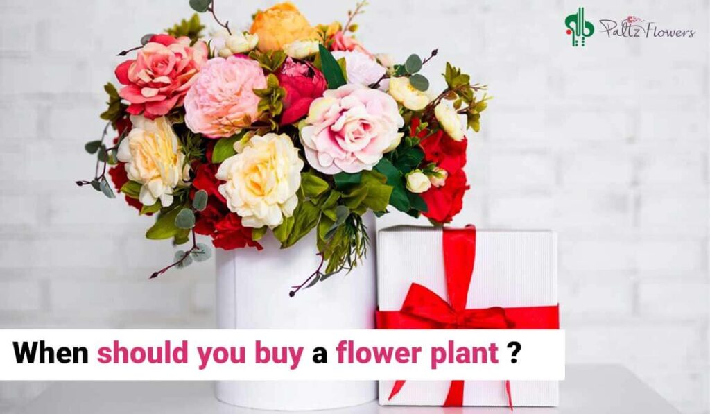 When should you buy a flower plant?